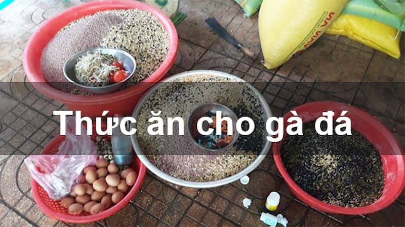 Chăm sóc đúng cách sẽ đảm bảo sự phát triển của gà