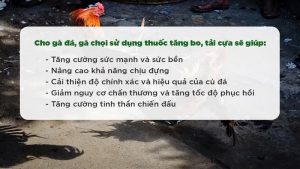 Những lưu ý quan trọng khi dùng thuốc tăng bo cho gà đá