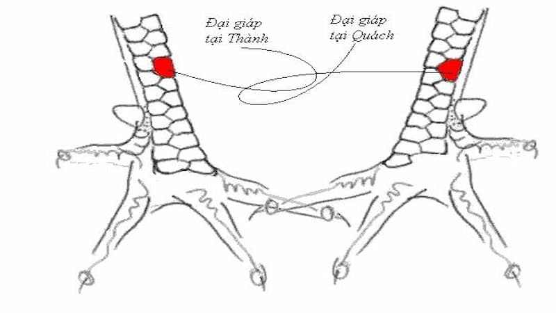 Vảy gà chọi thần kê là biểu tượng sức mạnh, may mắn