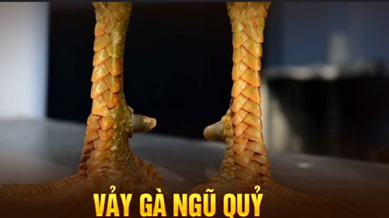 Vảy ngũ quỷ luôn được chủ kê săn kiếm